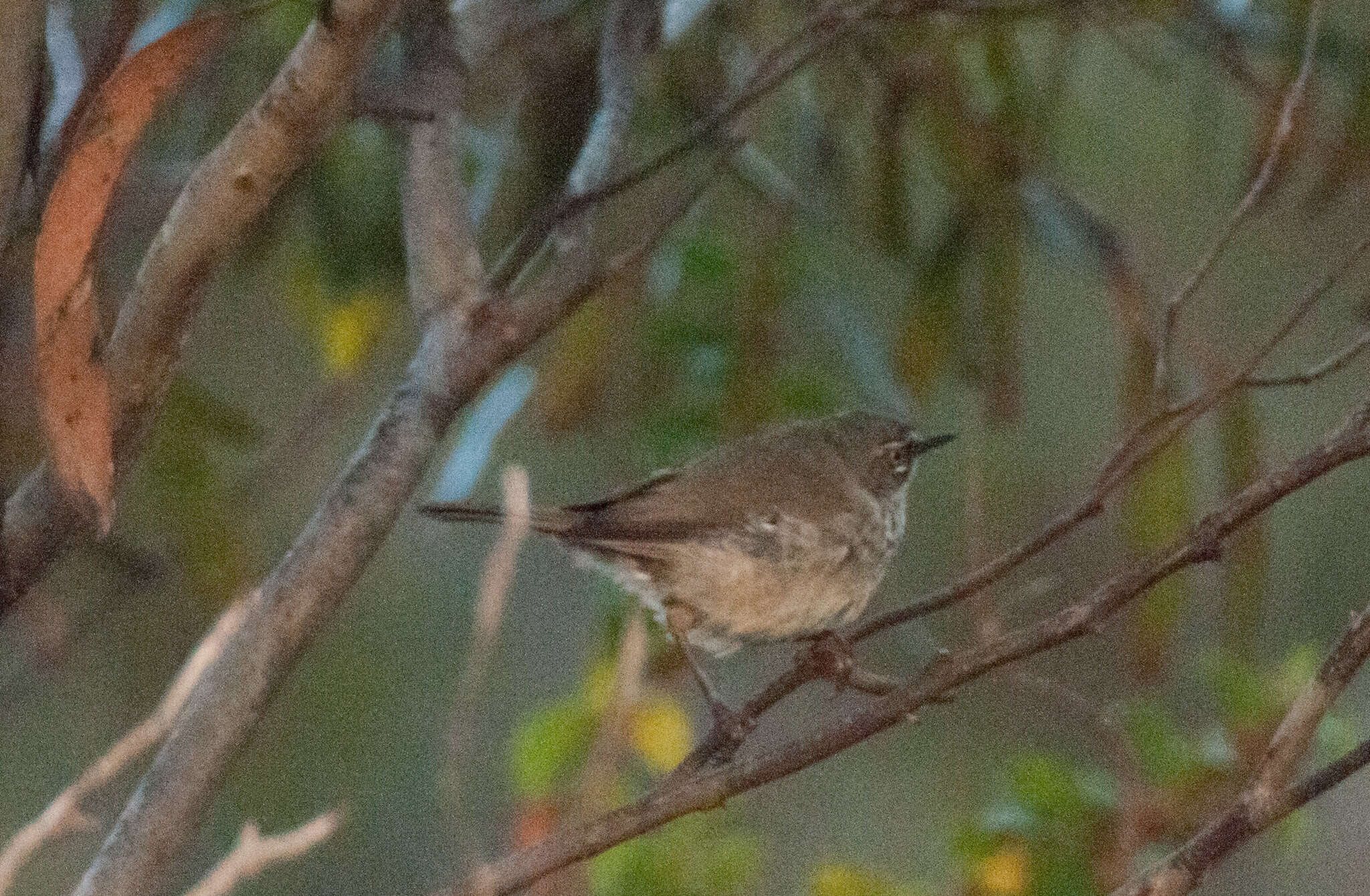 Image of Spotted Scrubwren