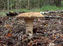 Image of Boletus atkinsonii Peck 1905