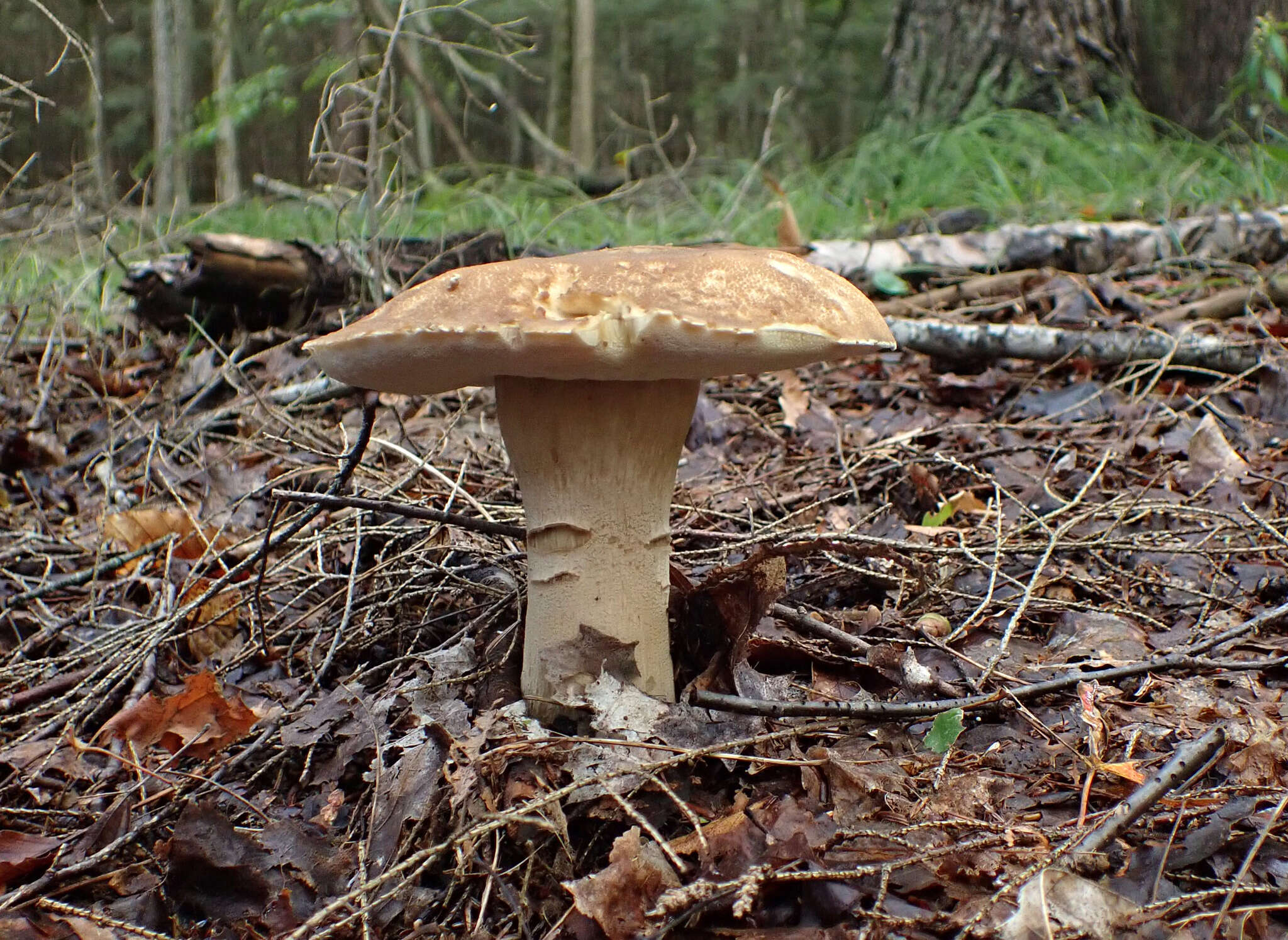 Image of Boletus atkinsonii Peck 1905