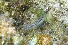 Image of Germain&#39;s blenny