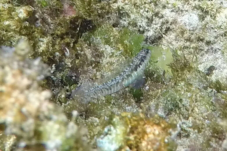Image of Germain&#39;s blenny