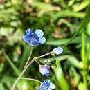 Image of Omphalodes nitida (Willd.) Hoffmanns. & Link