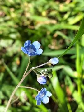 Image of Omphalodes nitida (Willd.) Hoffmanns. & Link