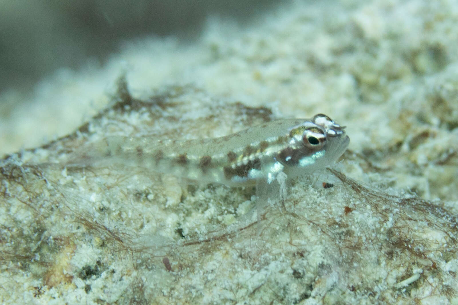 Image of Adorned dwarfgoby