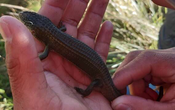 Image of Herrera's Alligator Lizard