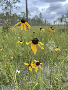 Rudbeckia mohrii A. Gray的圖片