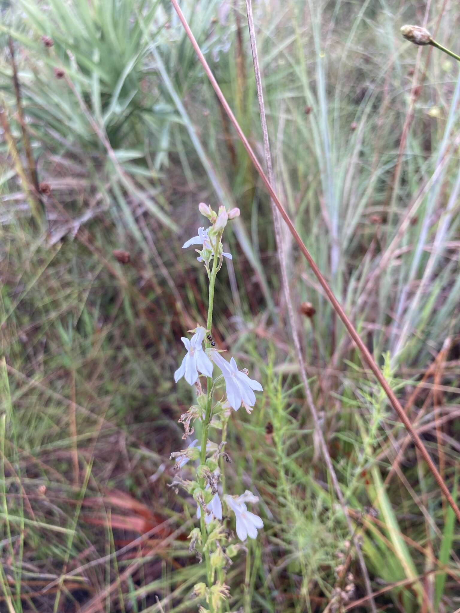 Imagem de Lobelia paludosa Nutt.