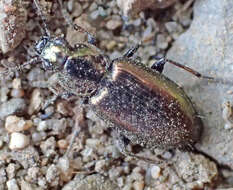 Agonum (Agonum) muelleri (Herbst 1784)的圖片