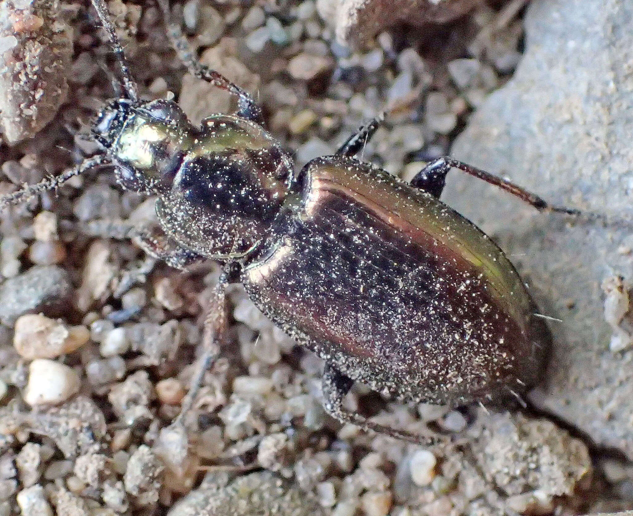 Image of Ground beetle