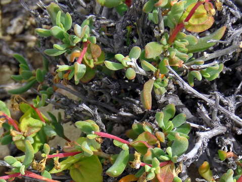 Image of Tetragonia sarcophylla Fenzl