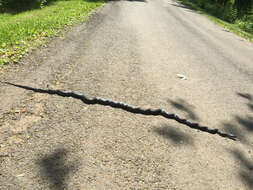 Image of Rat snakes