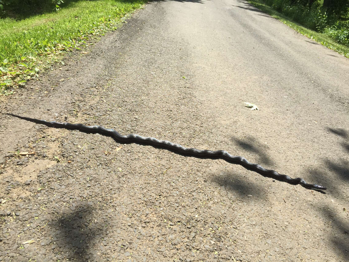 Image of Rat snakes