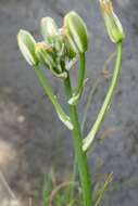 Image of Albuca humilis Baker