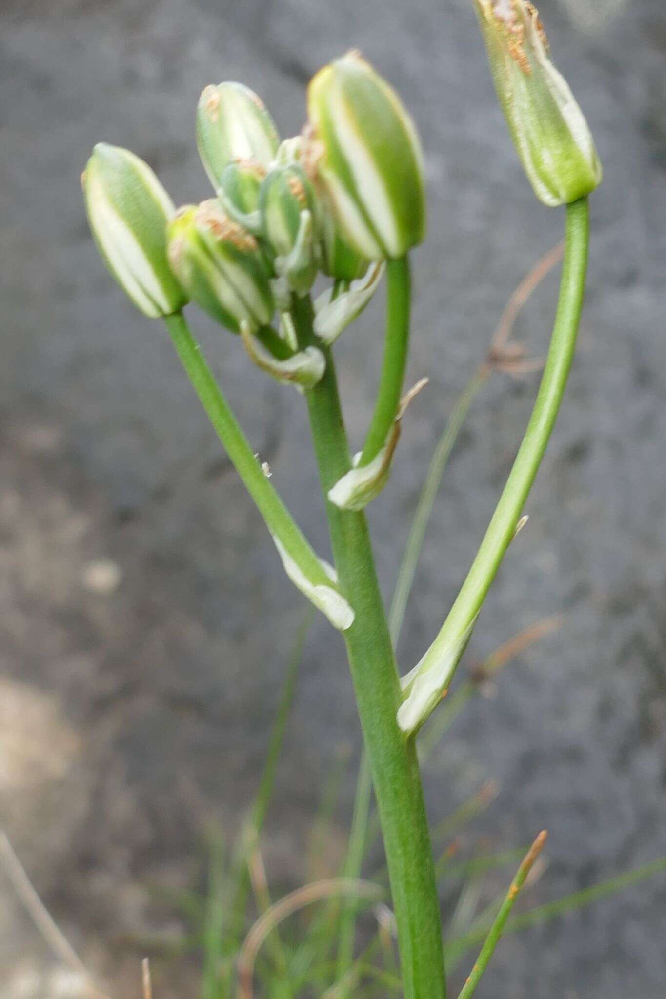 Image of Albuca humilis Baker