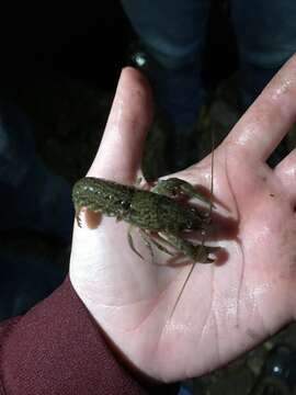 Image of Cambarus hiwasseensis Hobbs 1981