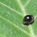 Image of Lady beetle