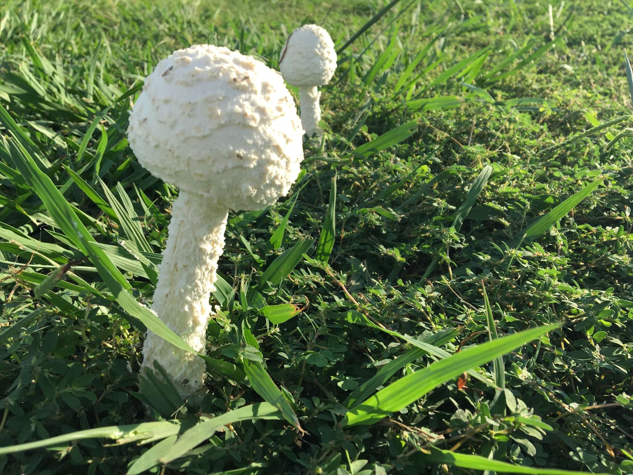 Слика од Saproamanita thiersii (Bas) Redhead, Vizzini, Drehmel & Contu 2016