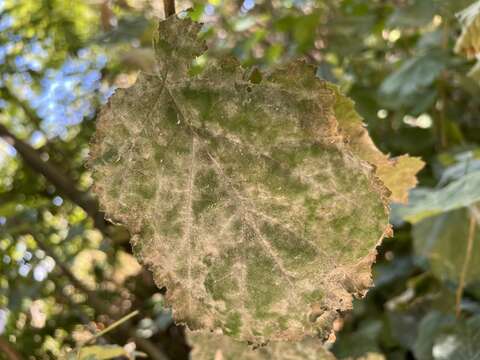 Image of Erysiphe corylacearum U. Braun & S. Takam. 2002