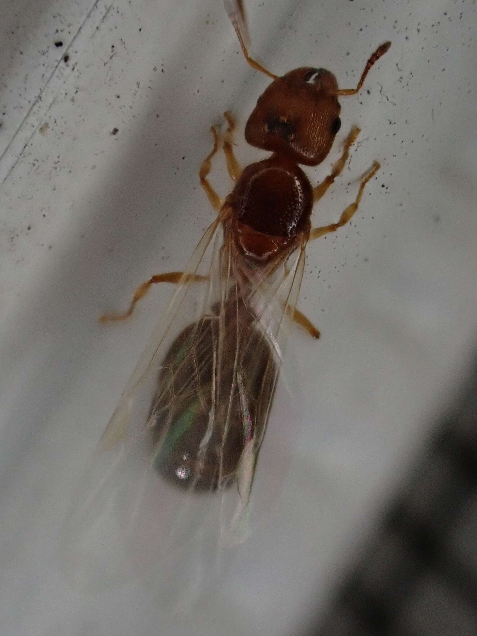 Pheidole bicarinata Mayr 1870 resmi