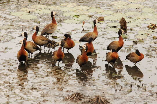 Image of White-faced Whistling Duck