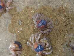 Image of dark blue soldier crab