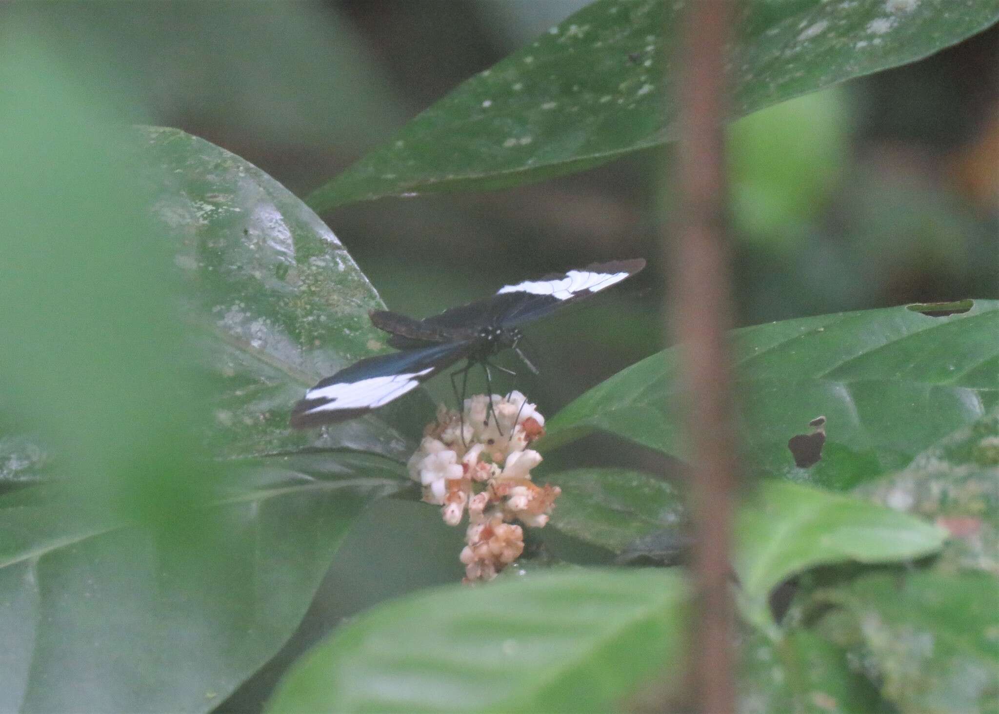 Image of Heliconius sapho leuce Doubleday (1847)