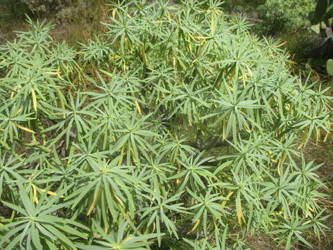 Image of Euphorbia lamarckii Sweet