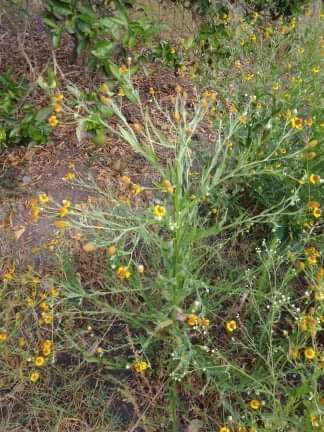 Image of longdisk sneezeweed