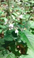 Image of broadleaf enchanter's nightshade