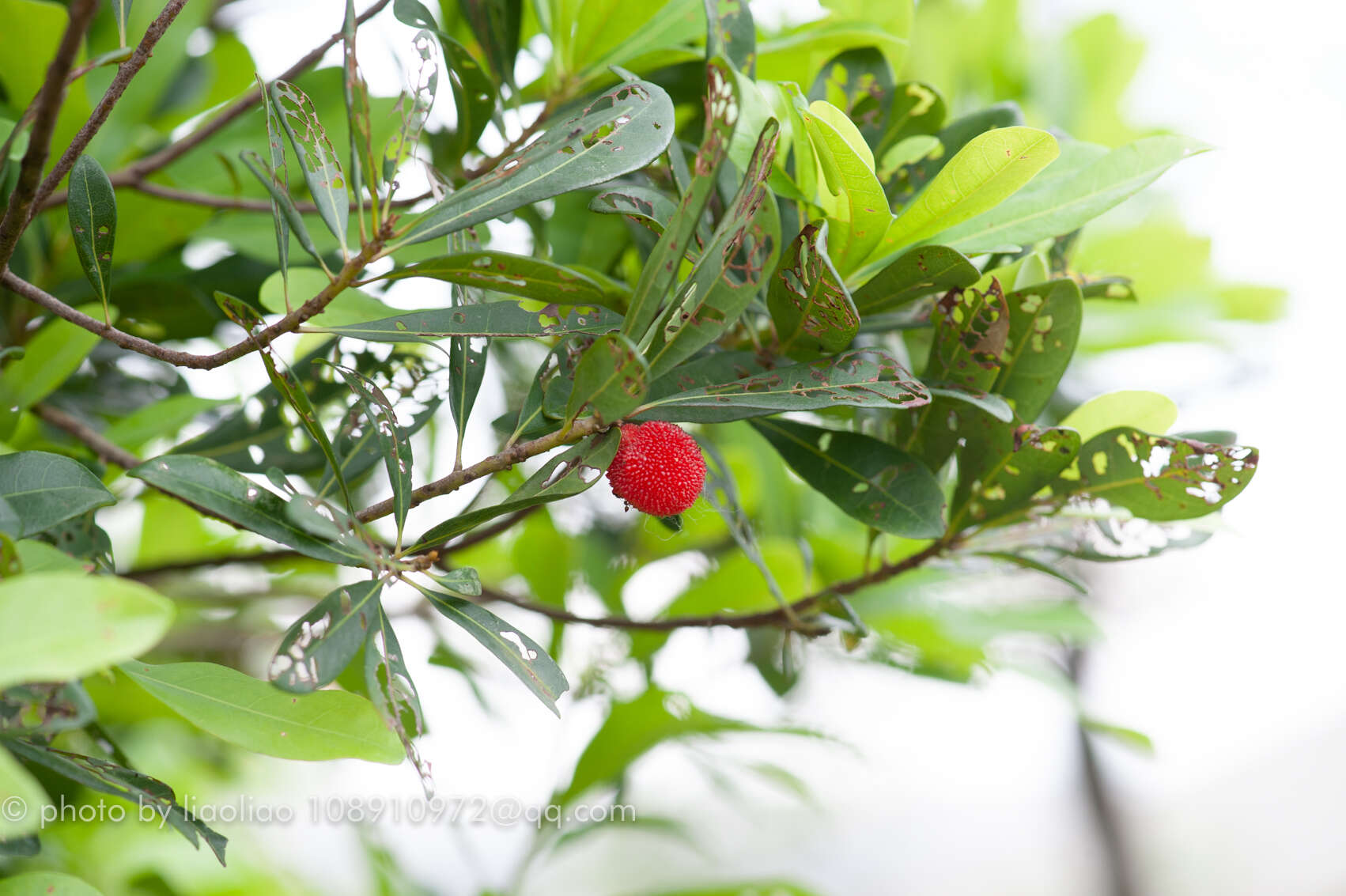 Image of red bayberry