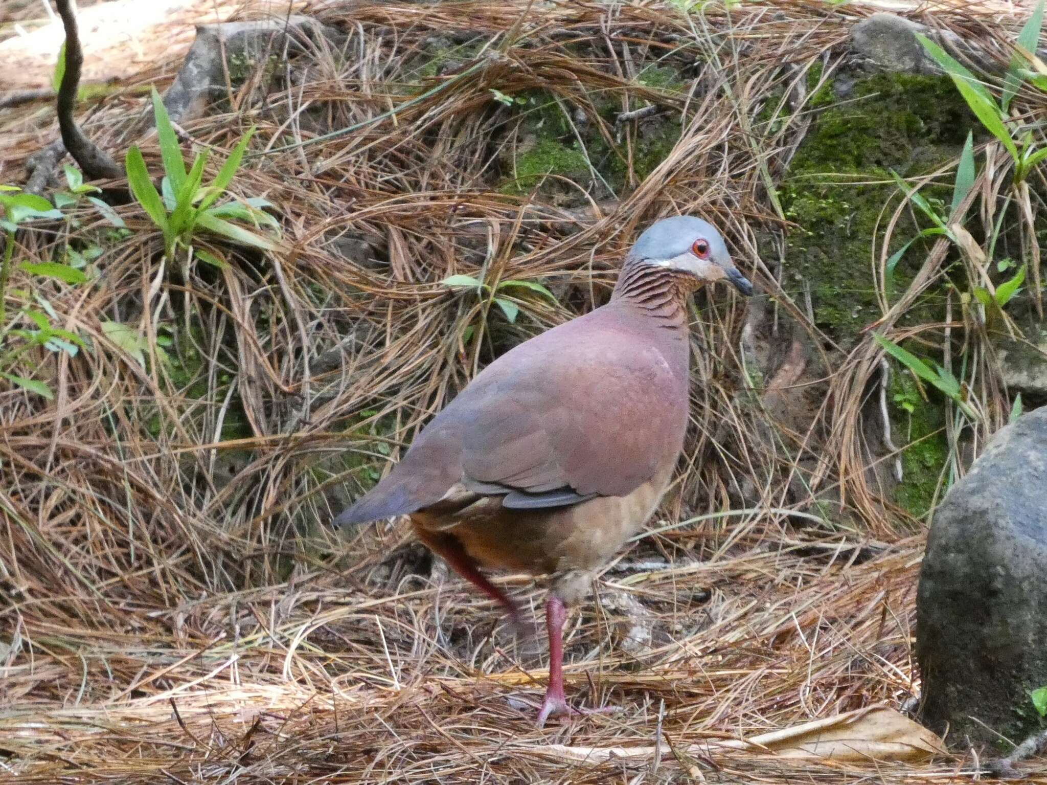 Image of Chiriqui Quail-Dove