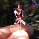 Image of Pelargonium pilosellifolium (Eckl. & Zeyh.) Steud.