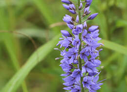 Image of Veronica rotunda subsp. subintegra (Nakai) A. Jelen.