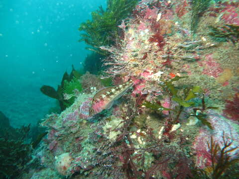 Image of Striped Triplefin