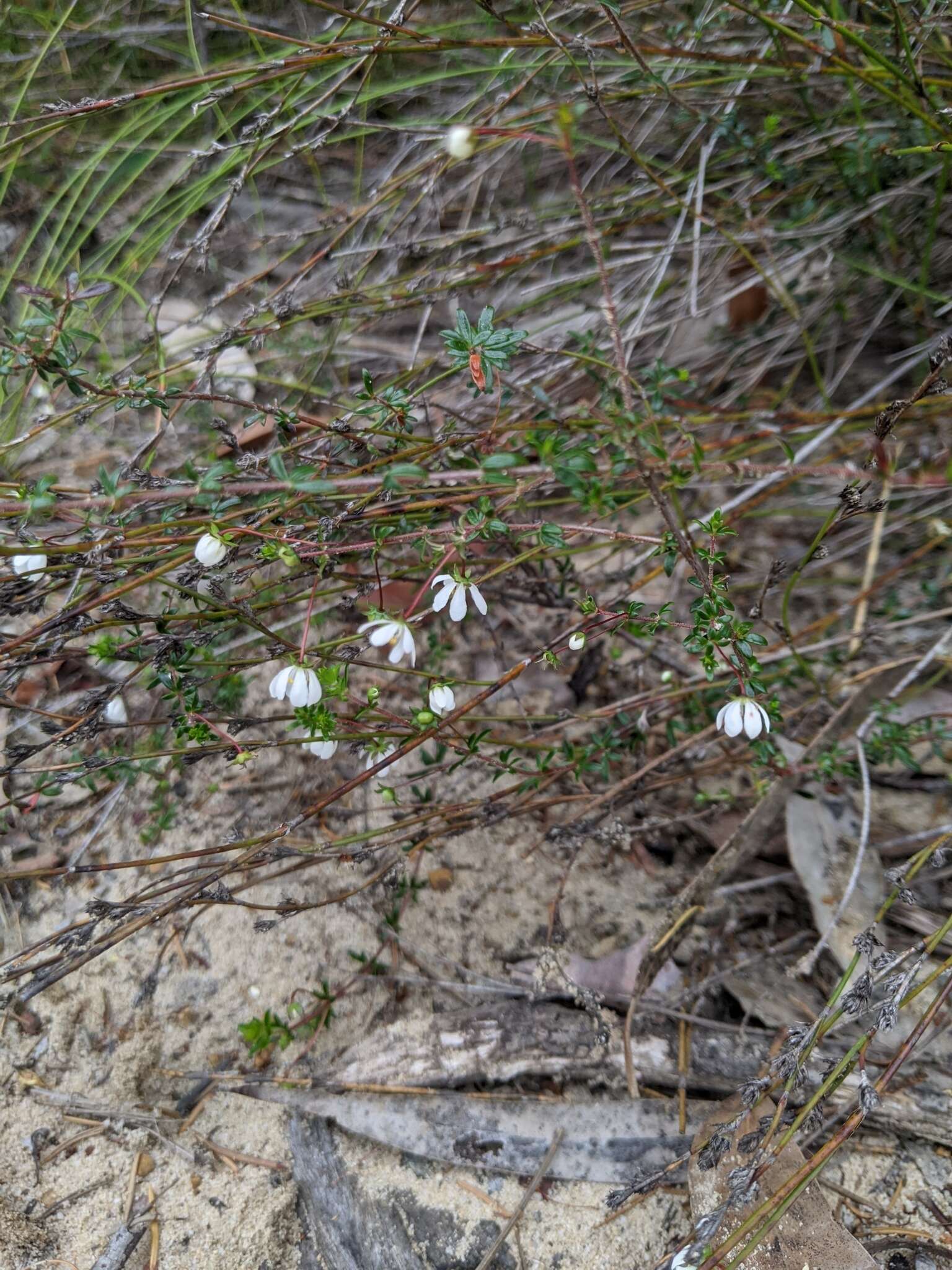 Image of Bauera microphylla Sieber ex DC.