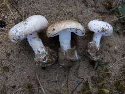 Image of Amanita peckiana Kauffman 1913