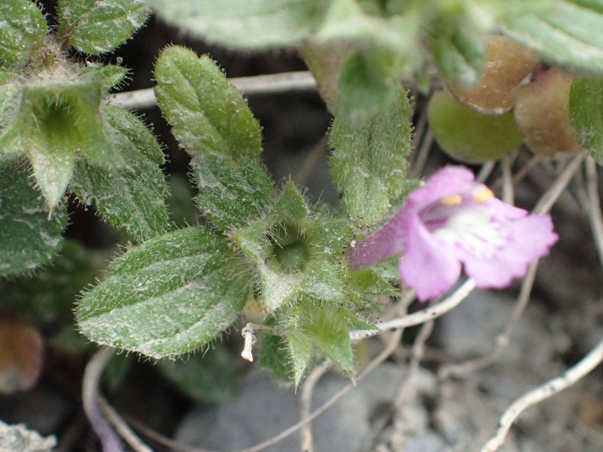 Image of Galeopsis pyrenaica Bartl.