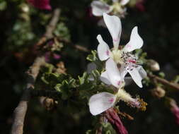 Imagem de Anisodontea fruticosa (Bergius) D. M. Bates