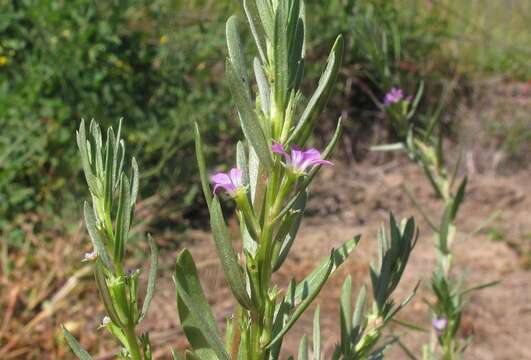 Plancia ëd Lythrum hyssopifolia L.