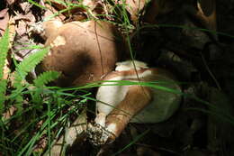 Image of Tylopilus appalachiensis Singer 1948