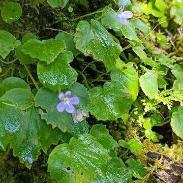 Image of Platystemma violoides Wall.