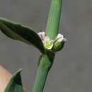 Polygonum aviculare subsp. buxiforme (Small) Costea & Tardif的圖片