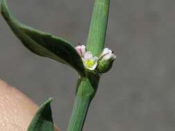 Polygonum aviculare subsp. buxiforme (Small) Costea & Tardif的圖片