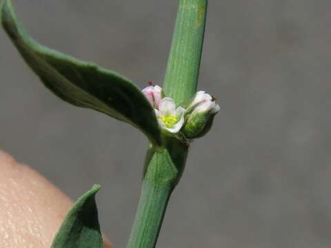 Image of box knotweed