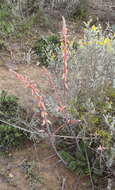 Image of Gasteria brachyphylla var. brachyphylla