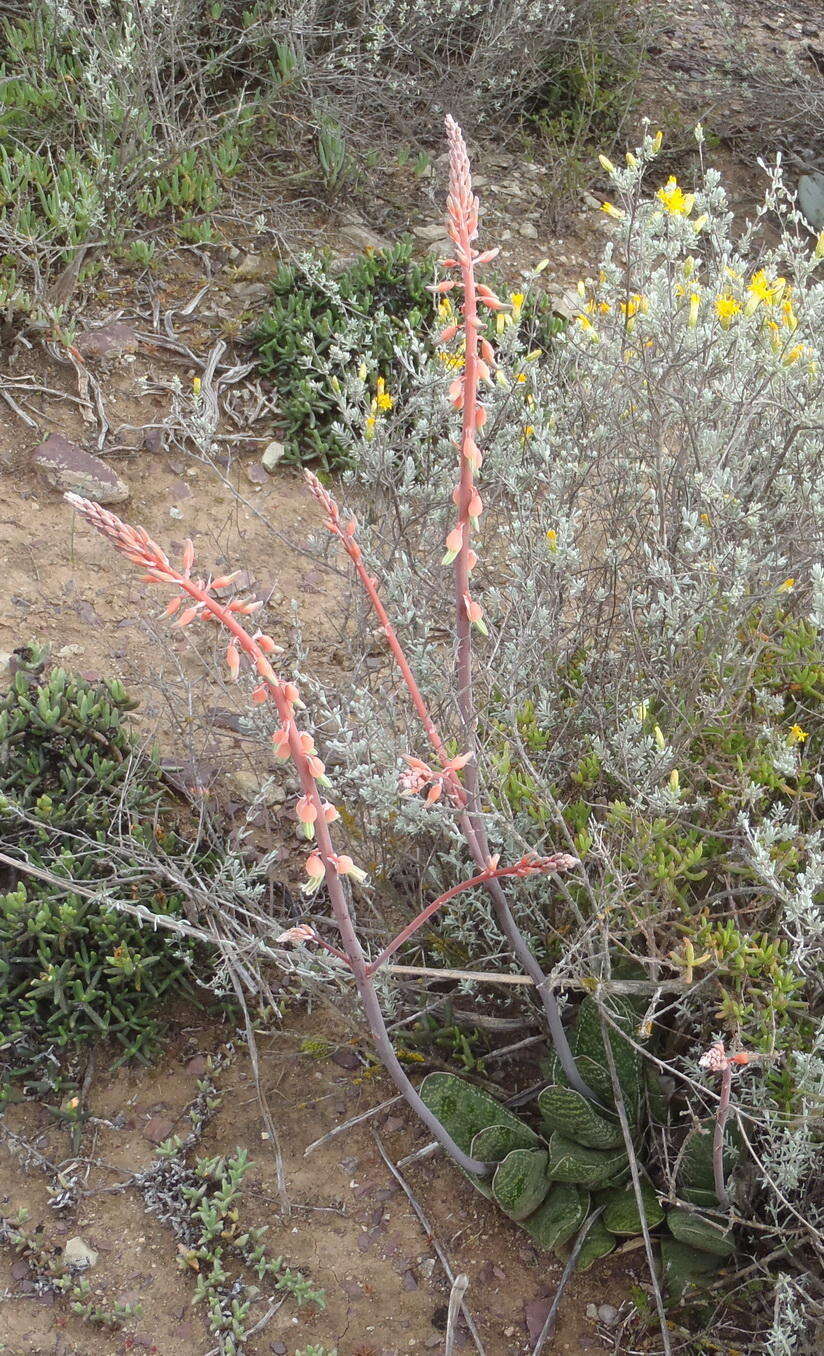 Image of Gasteria brachyphylla var. brachyphylla