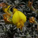 Image de Lotus mascaensis Burchard