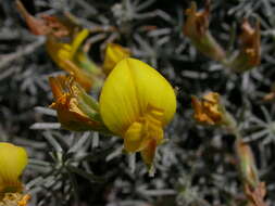 Image of Lotus mascaensis Burchard