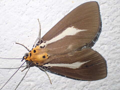 Image of Asota heliconia philippina