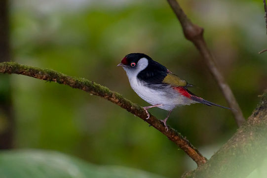 Image of Manakin Militaire